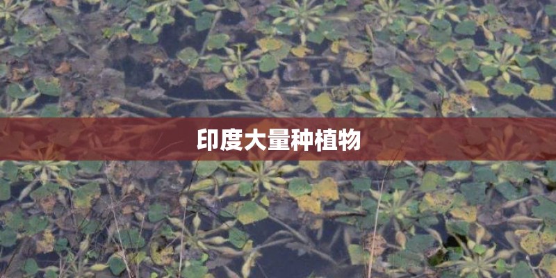印度大量种植物