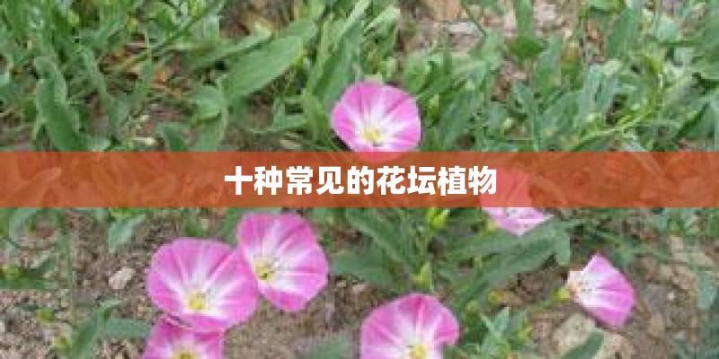 十种常见的花坛植物