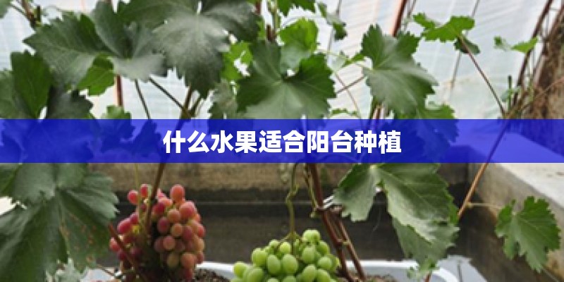 什么水果适合阳台种植 什么水果适合阳台种植
