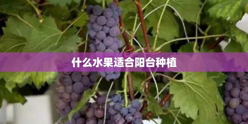 什么水果适合阳台种植 什么水果适合阳台种植