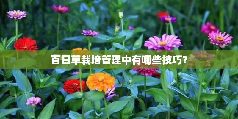 百日草栽培管理中有哪些技巧？