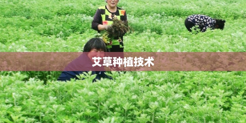 艾草种植技术 艾草种植技术