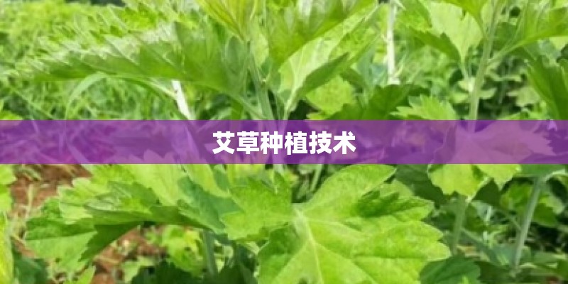 艾草种植技术 艾草种植技术