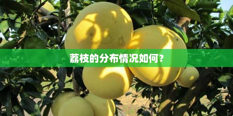 荔枝的分布情况如何？