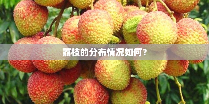 荔枝的分布情况如何？