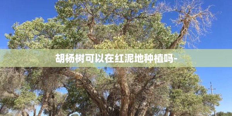 胡杨树可以在红泥地种植吗- 胡杨树可以在红泥地种植吗-