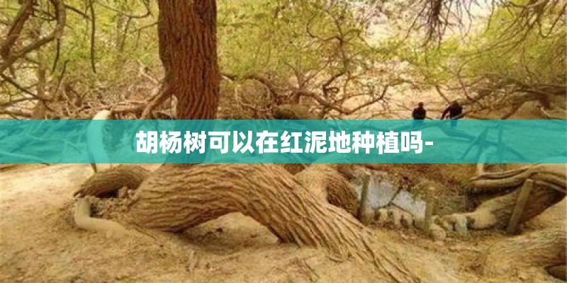 胡杨树可以在红泥地种植吗- 胡杨树可以在红泥地种植吗-