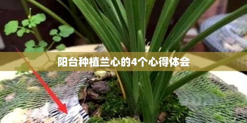 阳台种植兰心的4个心得体会