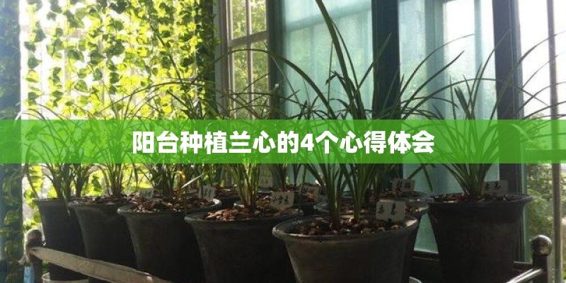 阳台种植兰心的4个心得体会