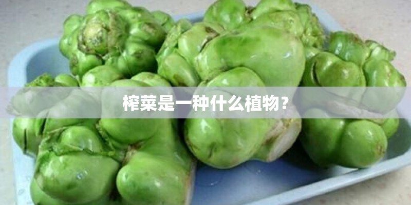 榨菜是一种什么植物？