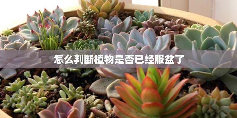 怎么判断植物是否已经服盆了