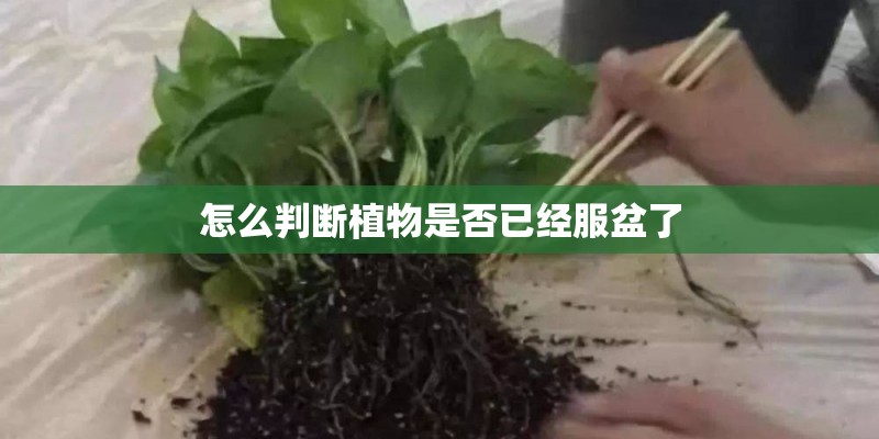 怎么判断植物是否已经服盆了 怎么判断植物是否已经服盆了
