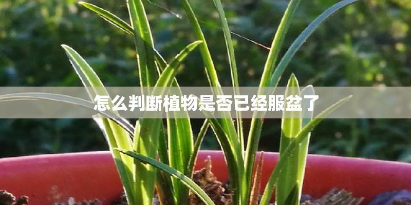 怎么判断植物是否已经服盆了 怎么判断植物是否已经服盆了