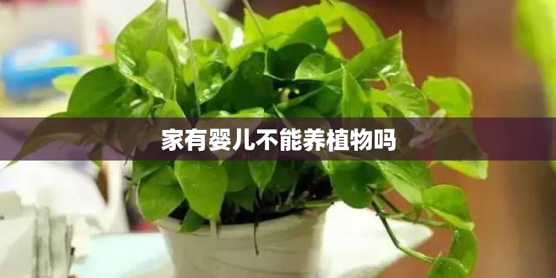 家有婴儿不能养植物吗 家有婴儿不能养植物吗