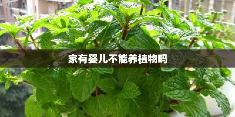 家有婴儿不能养植物吗
