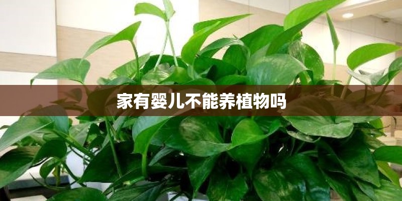 家有婴儿不能养植物吗 家有婴儿不能养植物吗