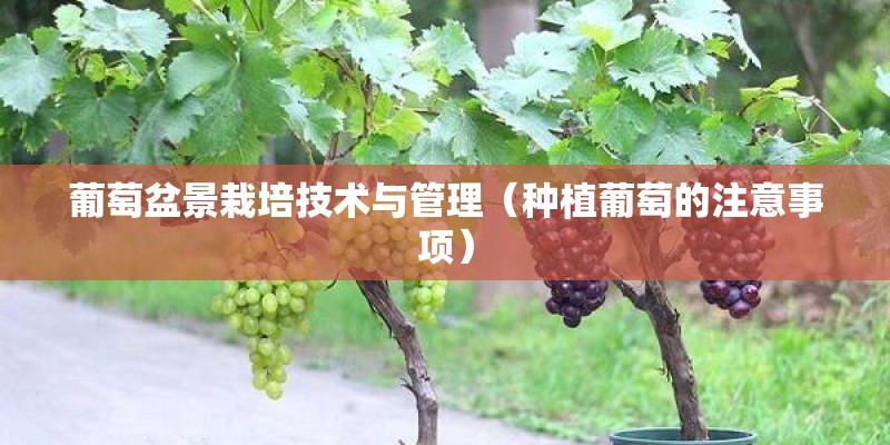 葡萄盆景栽培技术与管理(种植葡萄的注意事项) 葡萄盆景栽培技术与管理(种植葡萄的注意事项)