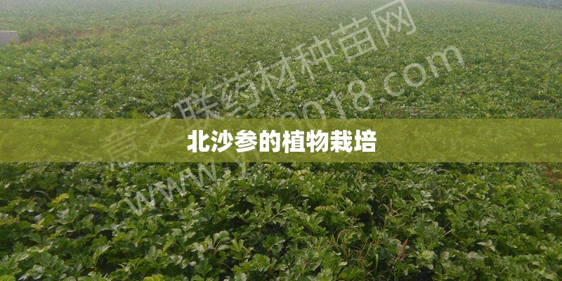 北沙参的植物栽培