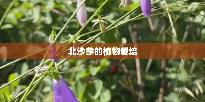 北沙参的植物栽培