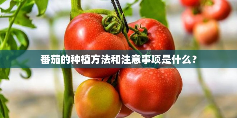 番茄的种植方法和注意事项是什么？