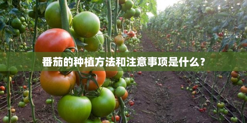 番茄的种植方法和注意事项是什么？