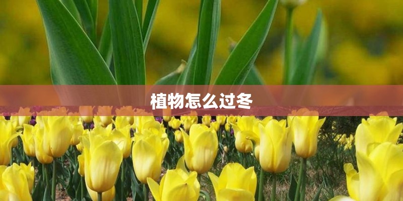 植物怎么过冬