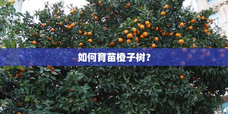 如何育苗橙子树？