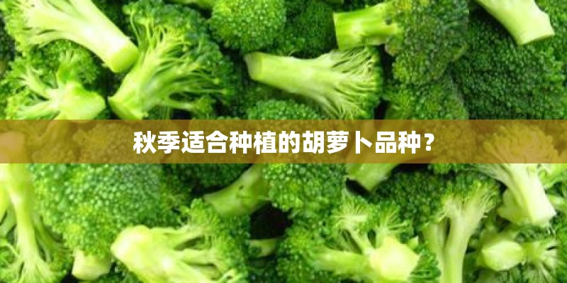 秋季适合种植的胡萝卜品种？