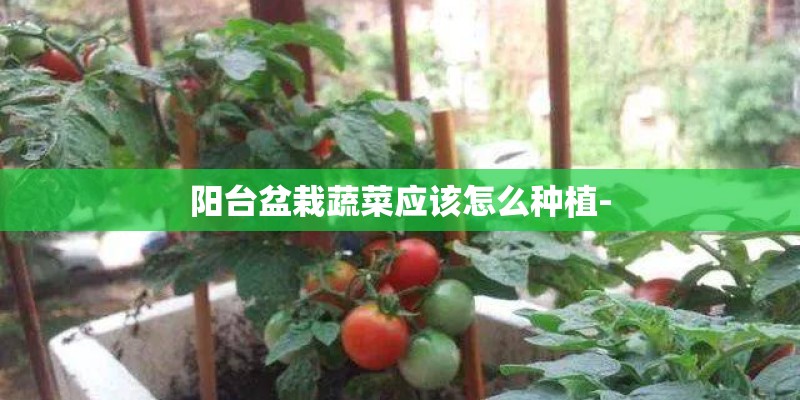 阳台盆栽蔬菜应该怎么种植-