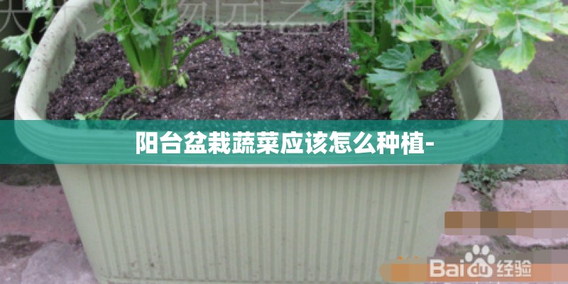 阳台盆栽蔬菜应该怎么种植-