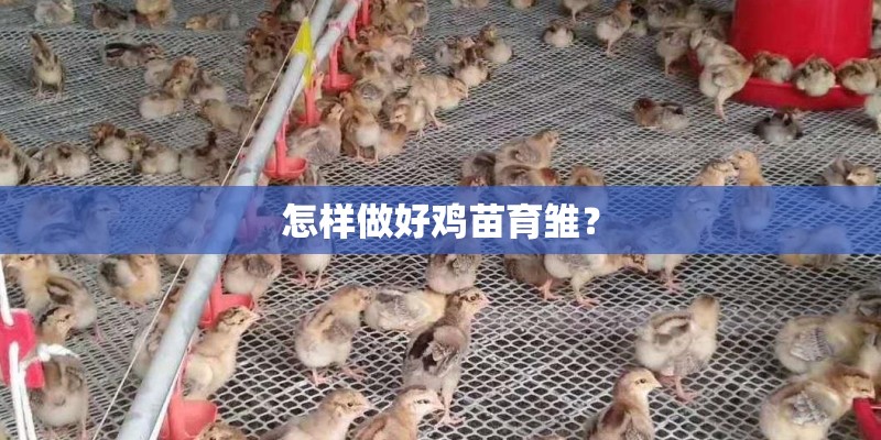 怎样做好鸡苗育雏？