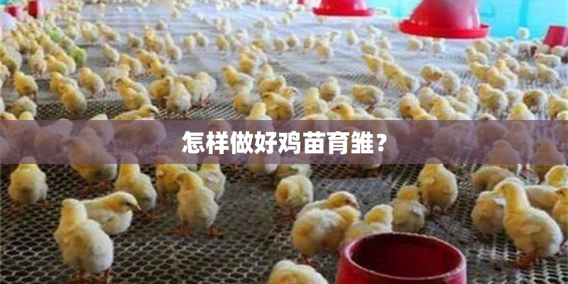 怎样做好鸡苗育雏？