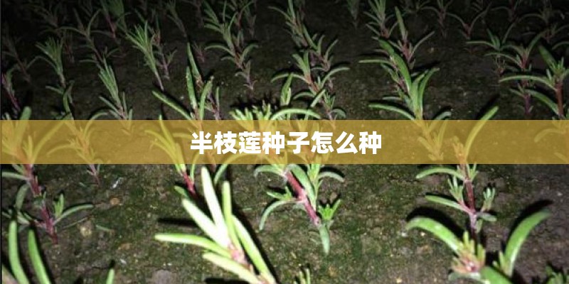 半枝莲种子怎么种