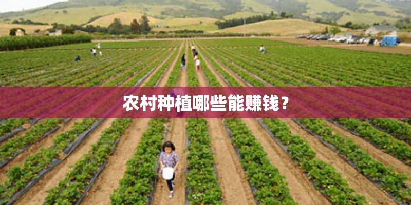 农村种植哪些能赚钱? 农村种植哪些能赚钱?