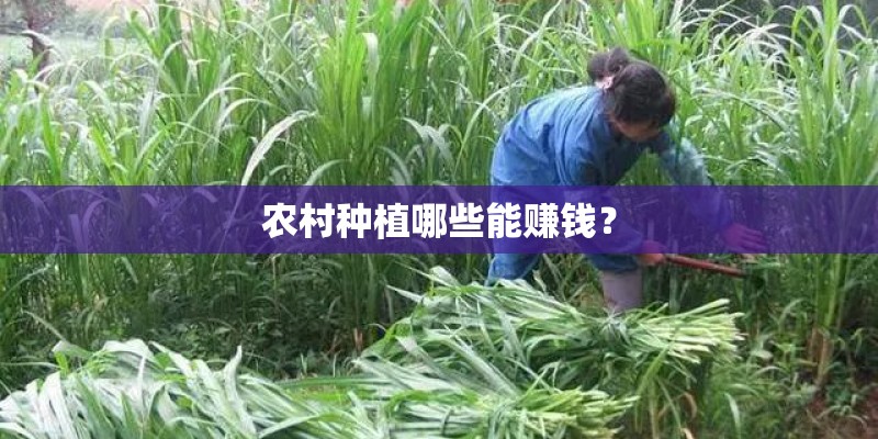 农村种植哪些能赚钱? 农村种植哪些能赚钱?