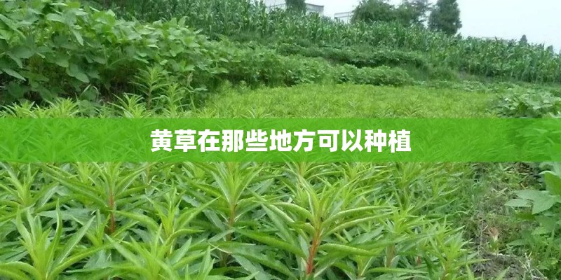 黄草在那些地方可以种植
