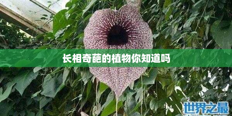 长相奇葩的植物你知道吗