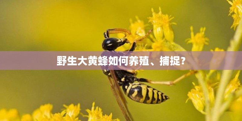 野生大黄蜂如何养殖、捕捉？