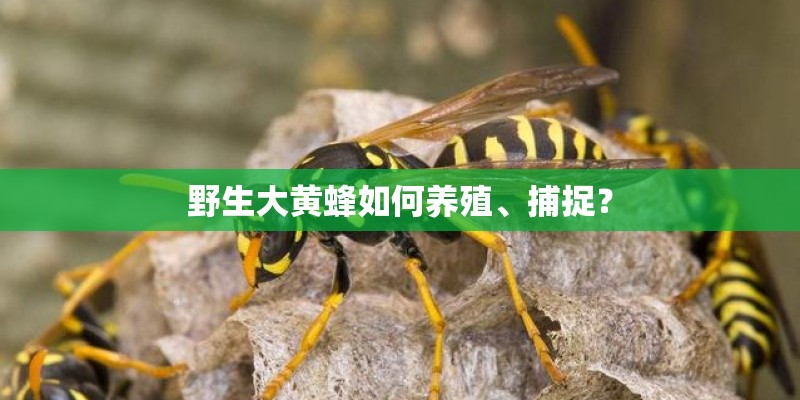 野生大黄蜂如何养殖、捕捉？