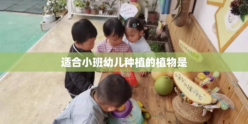适合小班幼儿种植的植物是