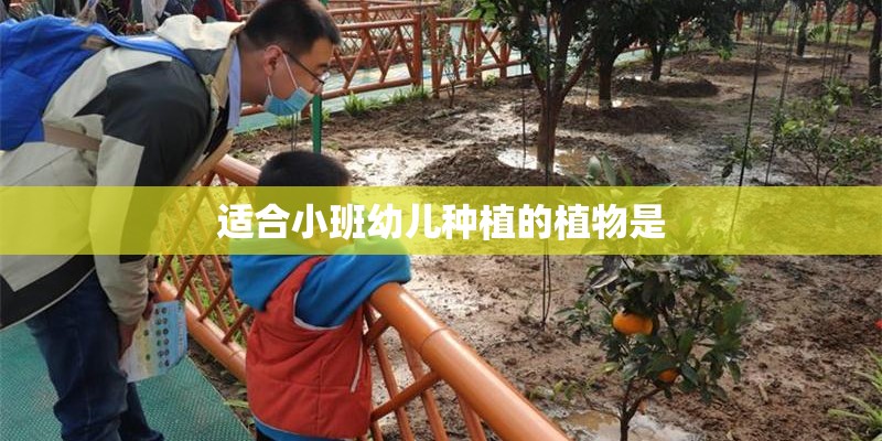 适合小班幼儿种植的植物是