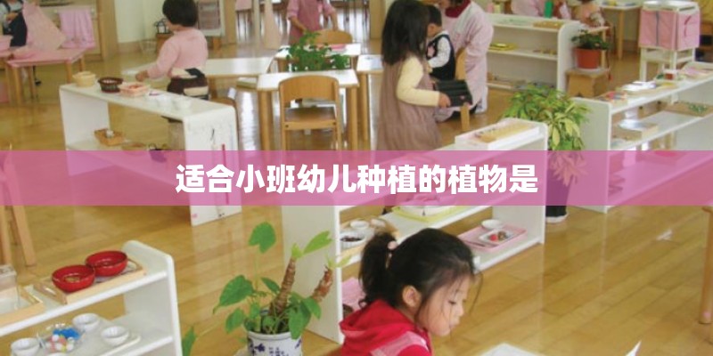 适合小班幼儿种植的植物是