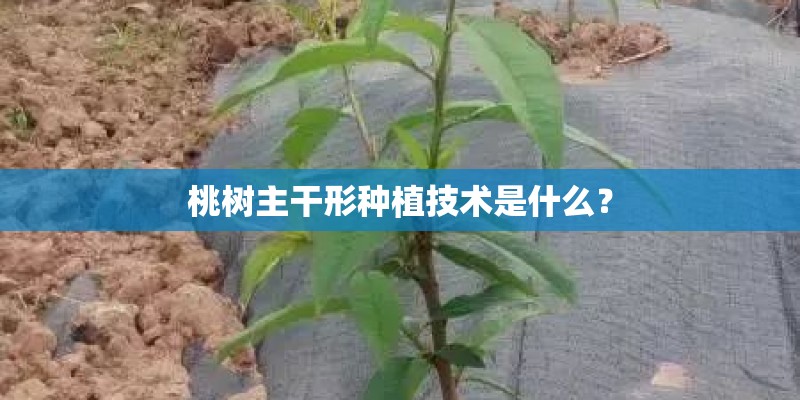 桃树主干形种植技术是什么？
