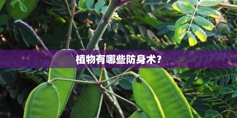 植物有哪些防身术？