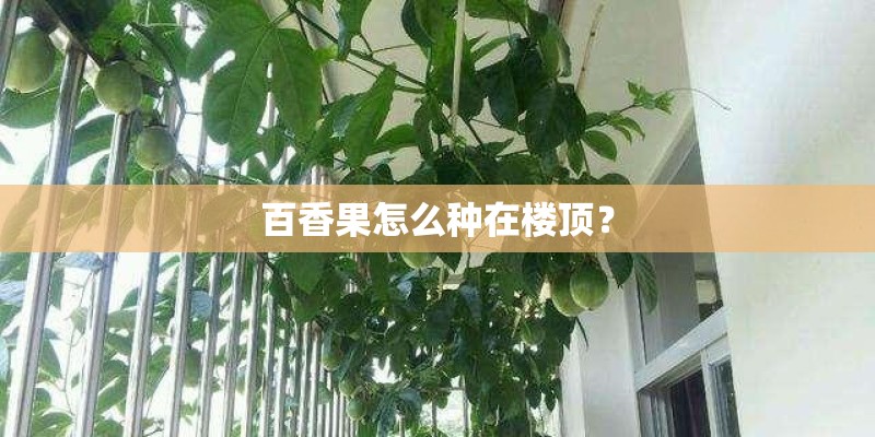 百香果怎么种在楼顶? 百香果怎么种在楼顶?