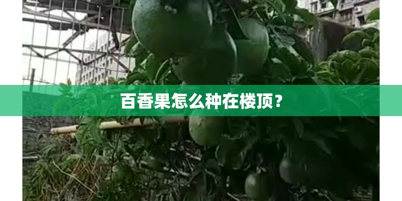 百香果怎么种在楼顶? 百香果怎么种在楼顶?