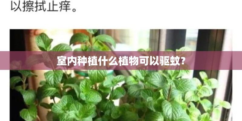 室内种植什么植物可以驱蚊？
