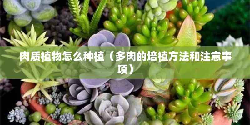 肉质植物怎么种植（多肉的培植方法和注意事项）