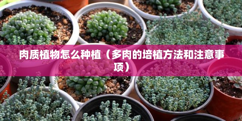 肉质植物怎么种植（多肉的培植方法和注意事项）