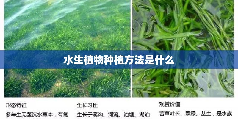 水生植物种植方法是什么
